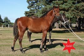 Hollybrooke Choir Boy